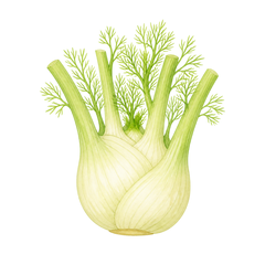 fenouil