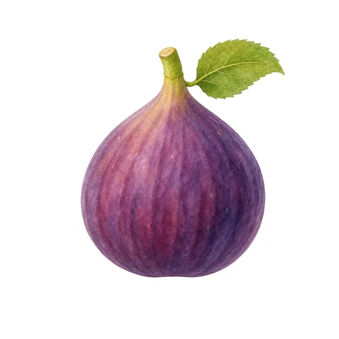 Illustration du mot figue