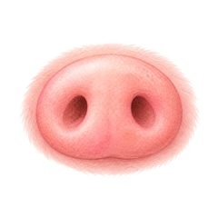 groin