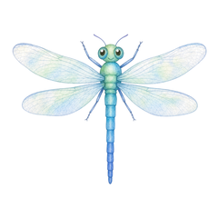 Libellule