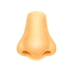 Nez