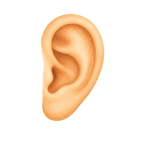 Oreille