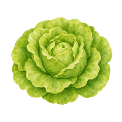 Salade